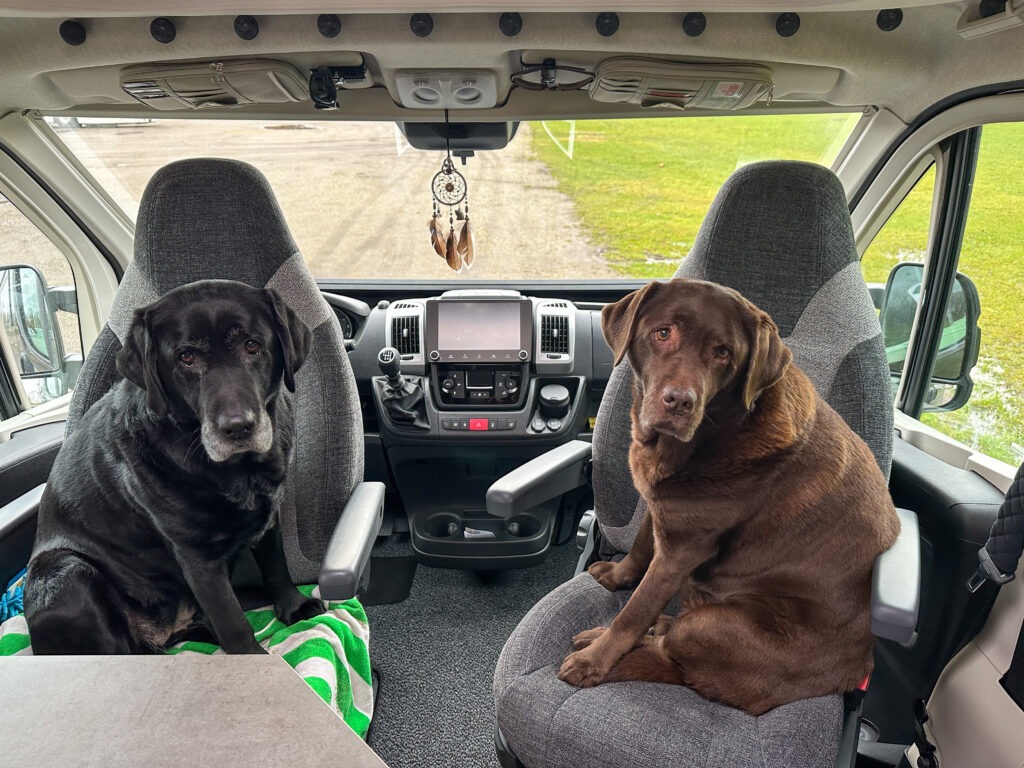 Labrador Hailey und Ruby im Camper