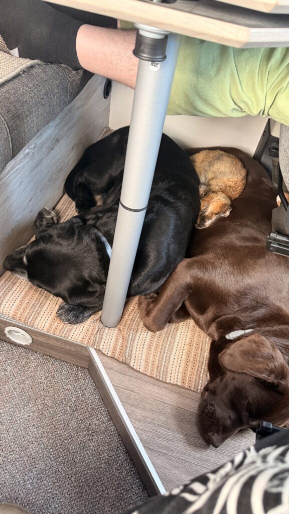 Hailey, Elly und Heaven schlafen im Camper